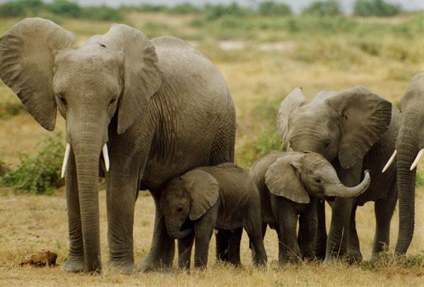 Giải mã giúp tìm số đẹp trúng lớn khi nằm mơ thấy voi