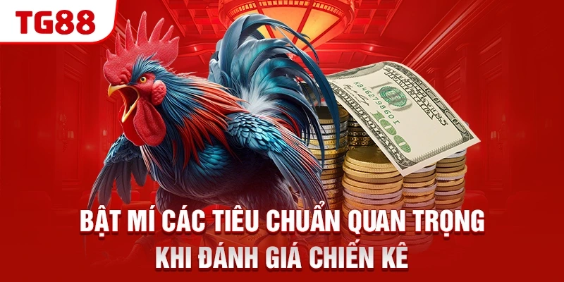 Bật mí các tiêu chuẩn quan trọng khi đánh giá chiến kê 