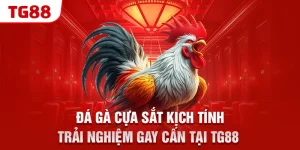 da ga cua sat kich tinh – trai nghiem gay can tai tg88 &raquo;