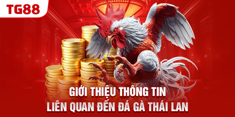 Đá Gà Thái Lan - Điều Kê Thủ Cần Biết Khi Chơi Tại TG88 1 Giới thiệu thông tin liên quan đến đá gà Thái Lan