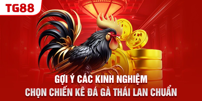 Đá Gà Thái Lan - Điều Kê Thủ Cần Biết Khi Chơi Tại TG88 3 Gợi ý các kinh nghiệm chọn chiến kê đá gà Thái Lan chuẩn