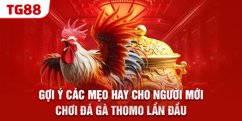 Gợi ý các mẹo hay cho người mới chơi đá gà Thomo lần đầu