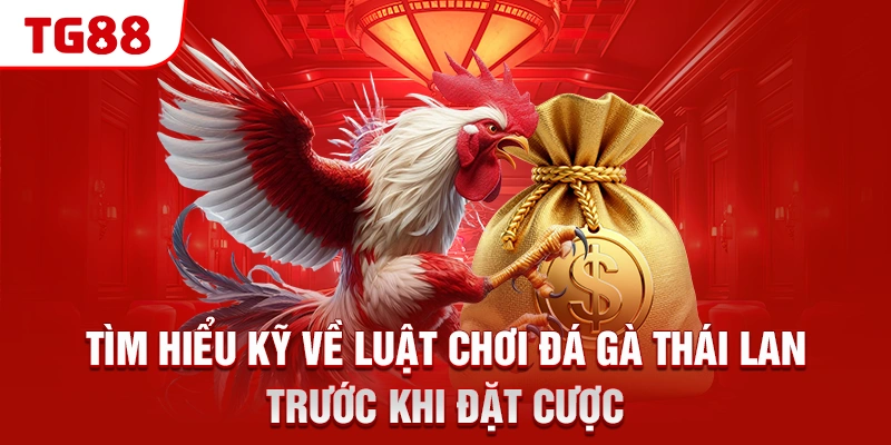 Đá Gà Thái Lan - Điều Kê Thủ Cần Biết Khi Chơi Tại TG88 2 Tìm hiểu kỹ về luật chơi đá gà Thái Lan trước khi đặt cược