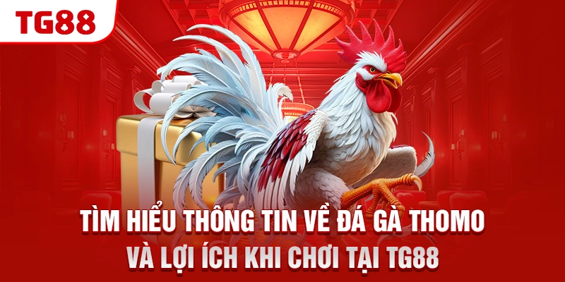 Tìm hiểu thông tin về đá gà Thomo và lợi ích khi chơi tại TG88