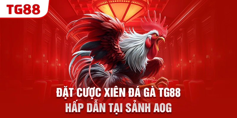 Đặt cược xiên đá gà TG88 hấp dẫn tại sảnh AOG