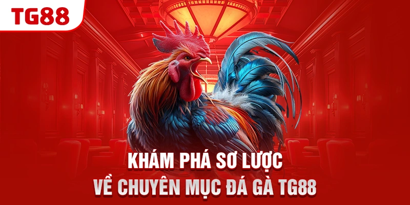 Khám phá sơ lược về chuyên mục đá gà TG88