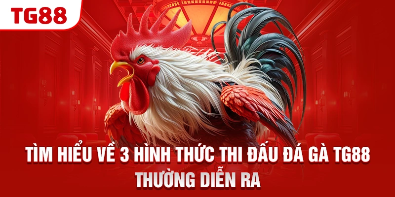 Tìm hiểu về 3 hình thức thi đấu đá gà TG88 thường diễn ra
